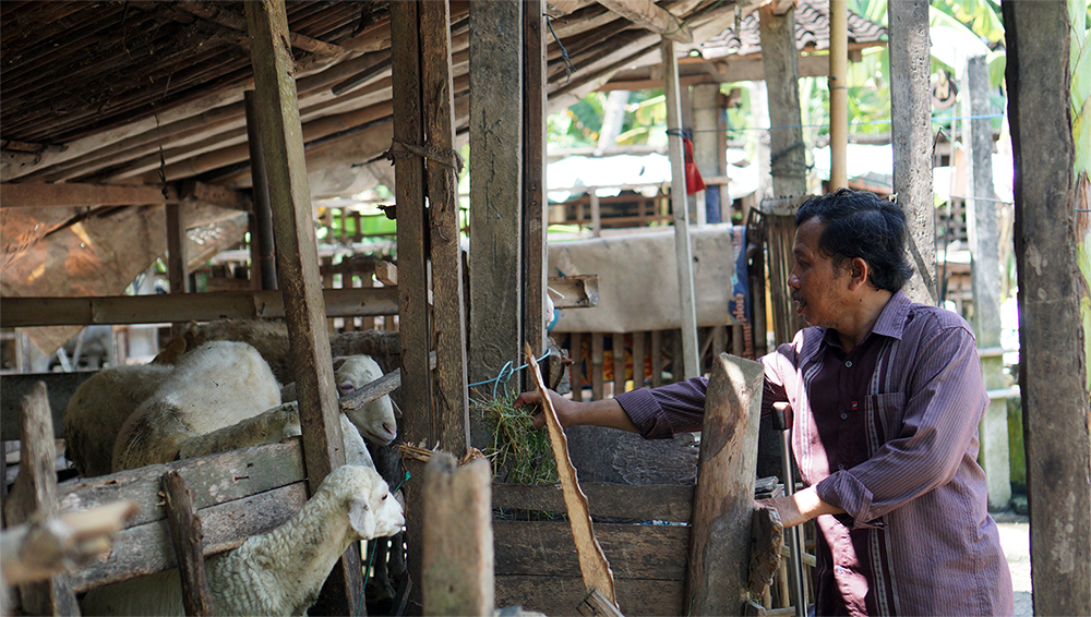 Program Peduli